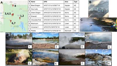 Comparing microbial populations from diverse hydrothermal features in Yellowstone National Park: hot springs and mud volcanoes